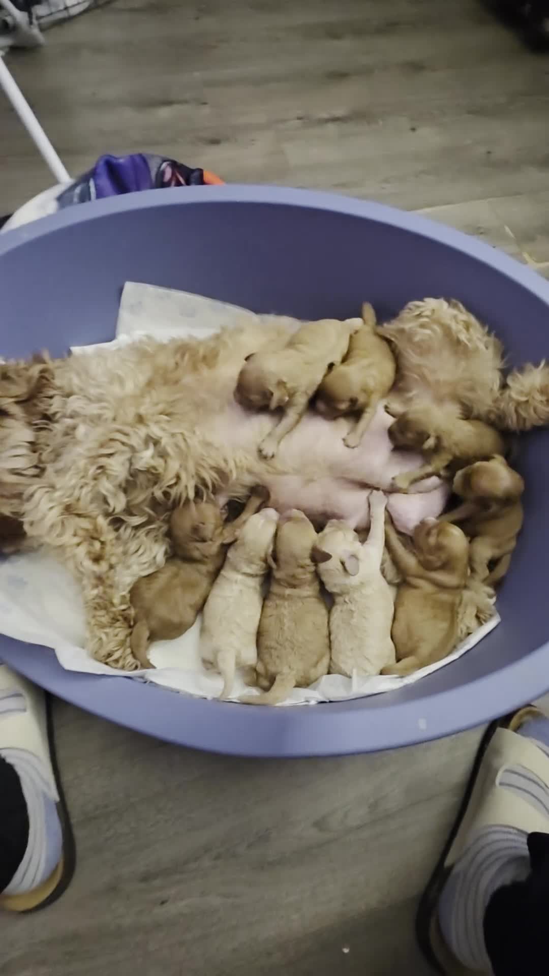 Cavapoo dogs for sale: Cavapoo puppies - Video 1