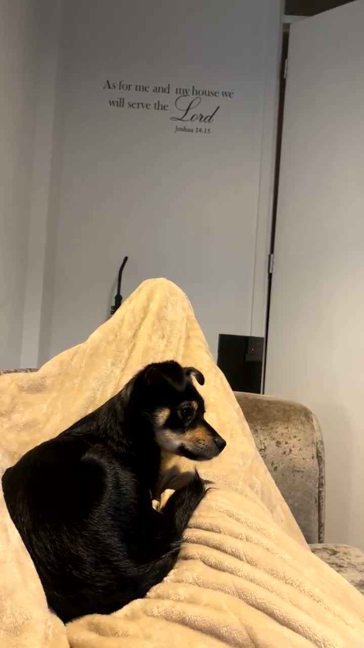 Mixed Breed dogs for sale: Mixed Jack Russel x Chow chow dog snowie in London - Video 1