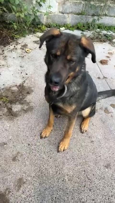 Mixed Breed dogs for sale: Alfie - Video 1