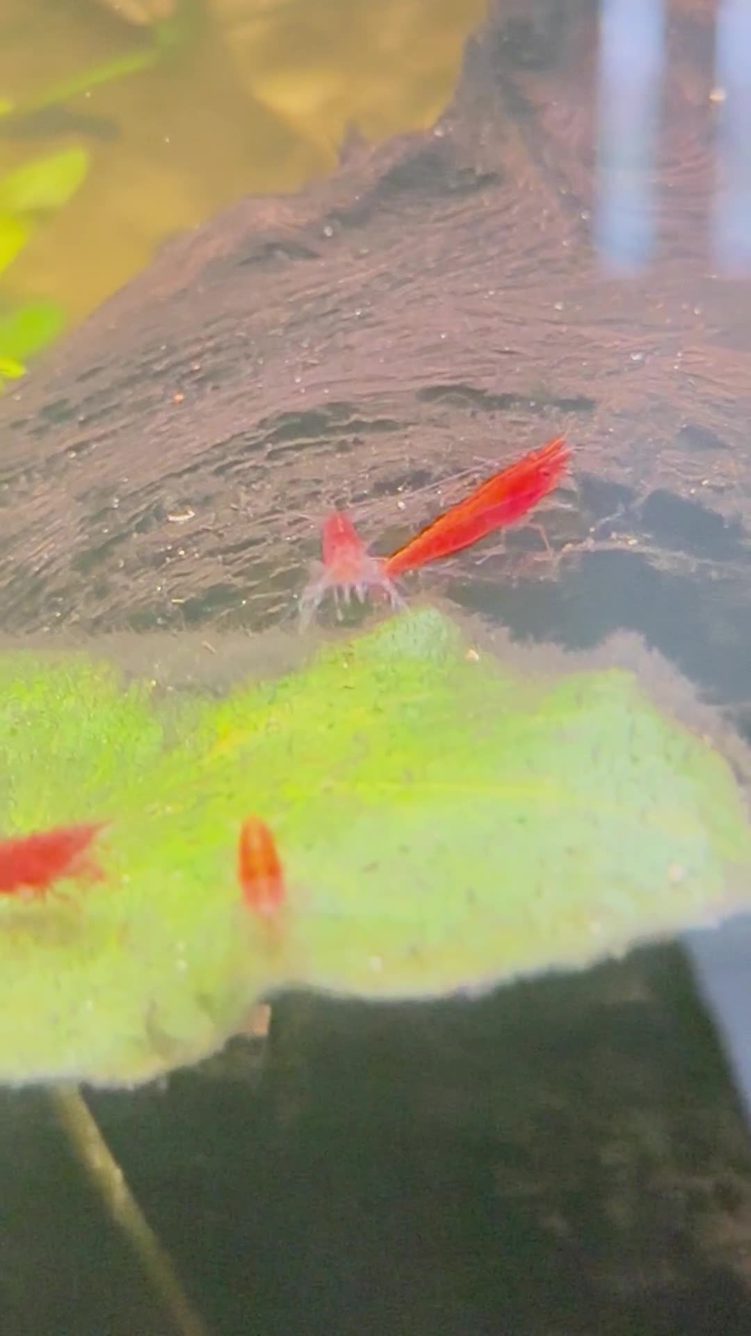 Shrimps fish for sale: Red cherry shrimp  in Wolverhampton - Video 1