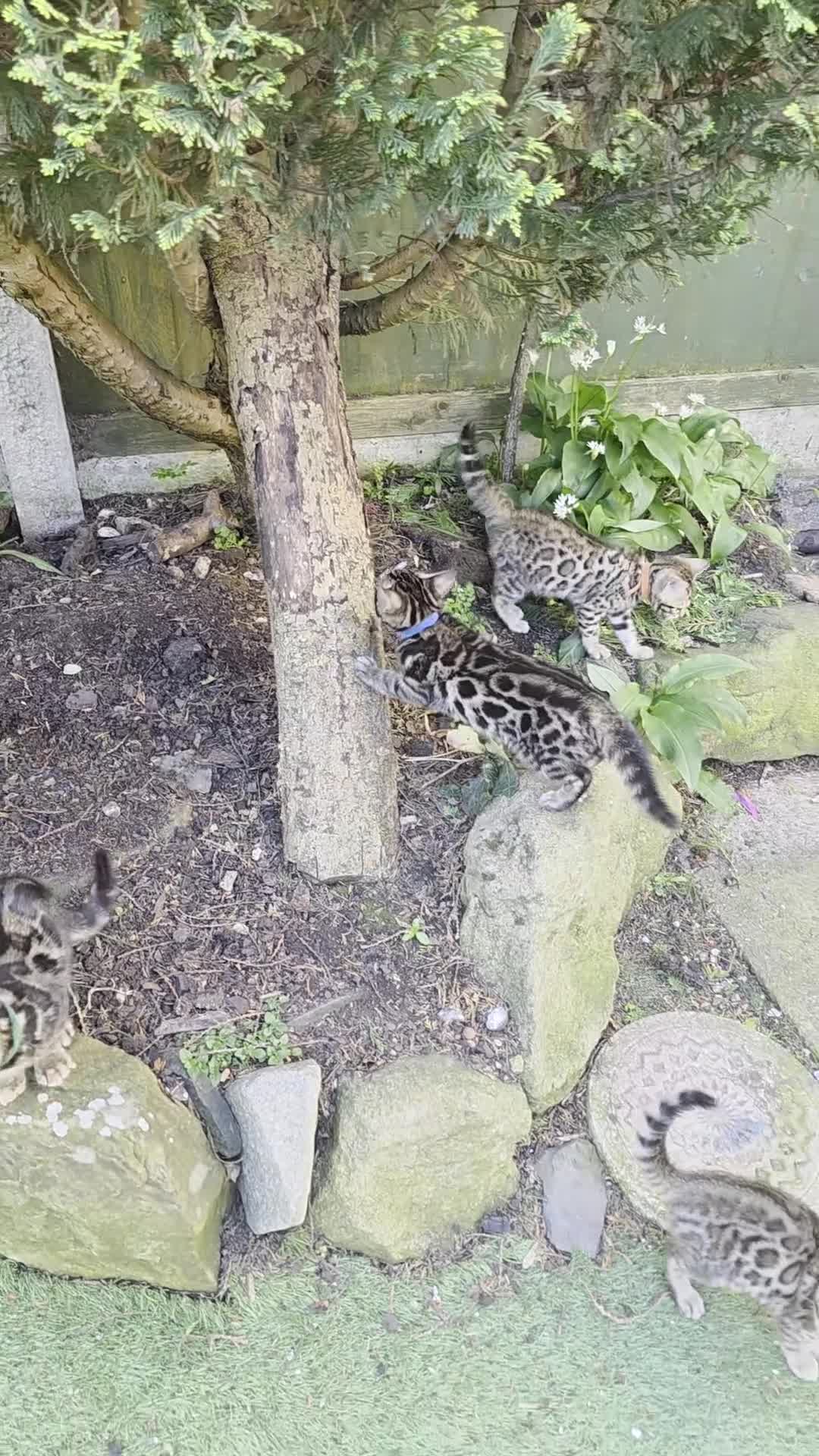 Bengal cats for sale: Pure Pedigree Bengal Kittens – 3 Boys, 2 Girls - Video 2