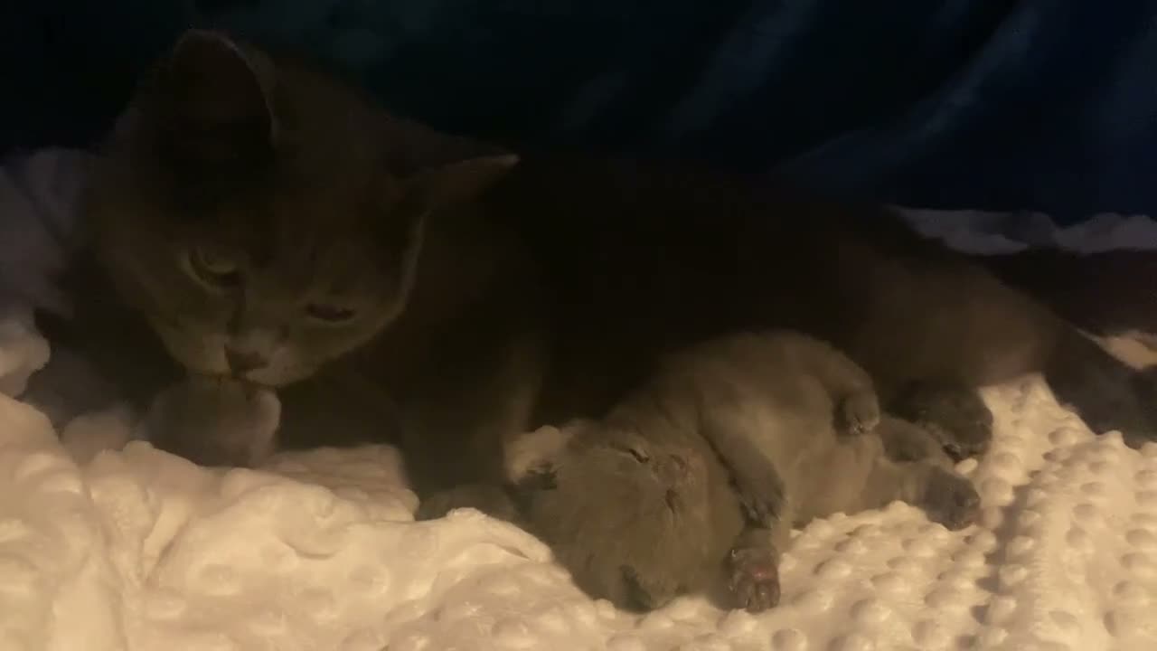 British Shorthair cats for sale: Gorgeous Pedigree Blue British Shorthair  - Video 1