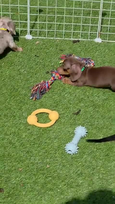 Miniature Dachshund dogs for sale: Minature dachshund pups - Video 5