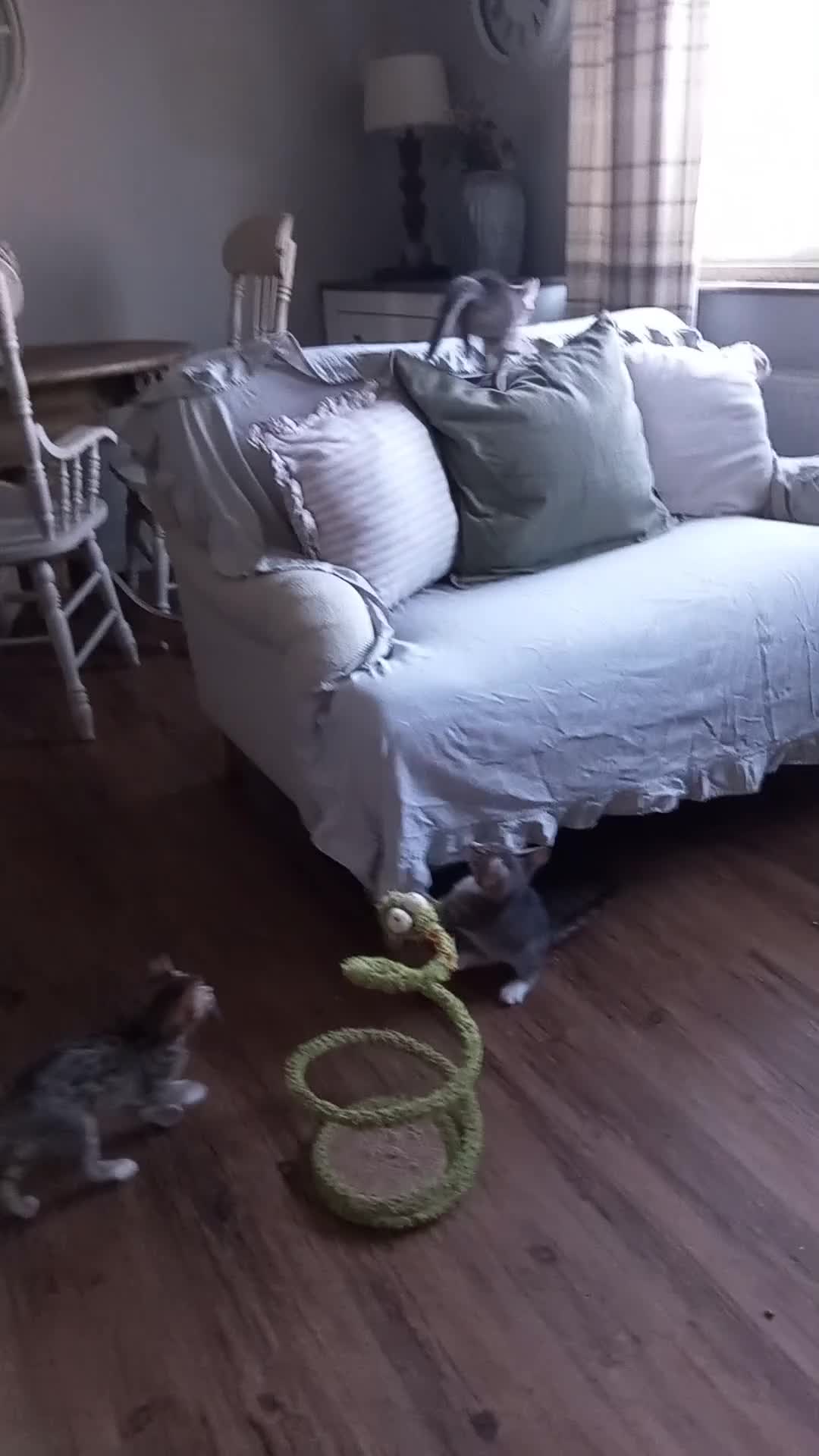 Bengal cats for sale: BENGAL Cross Kittens ♡ BLUE | NEED LOVING HOMES - Video 4