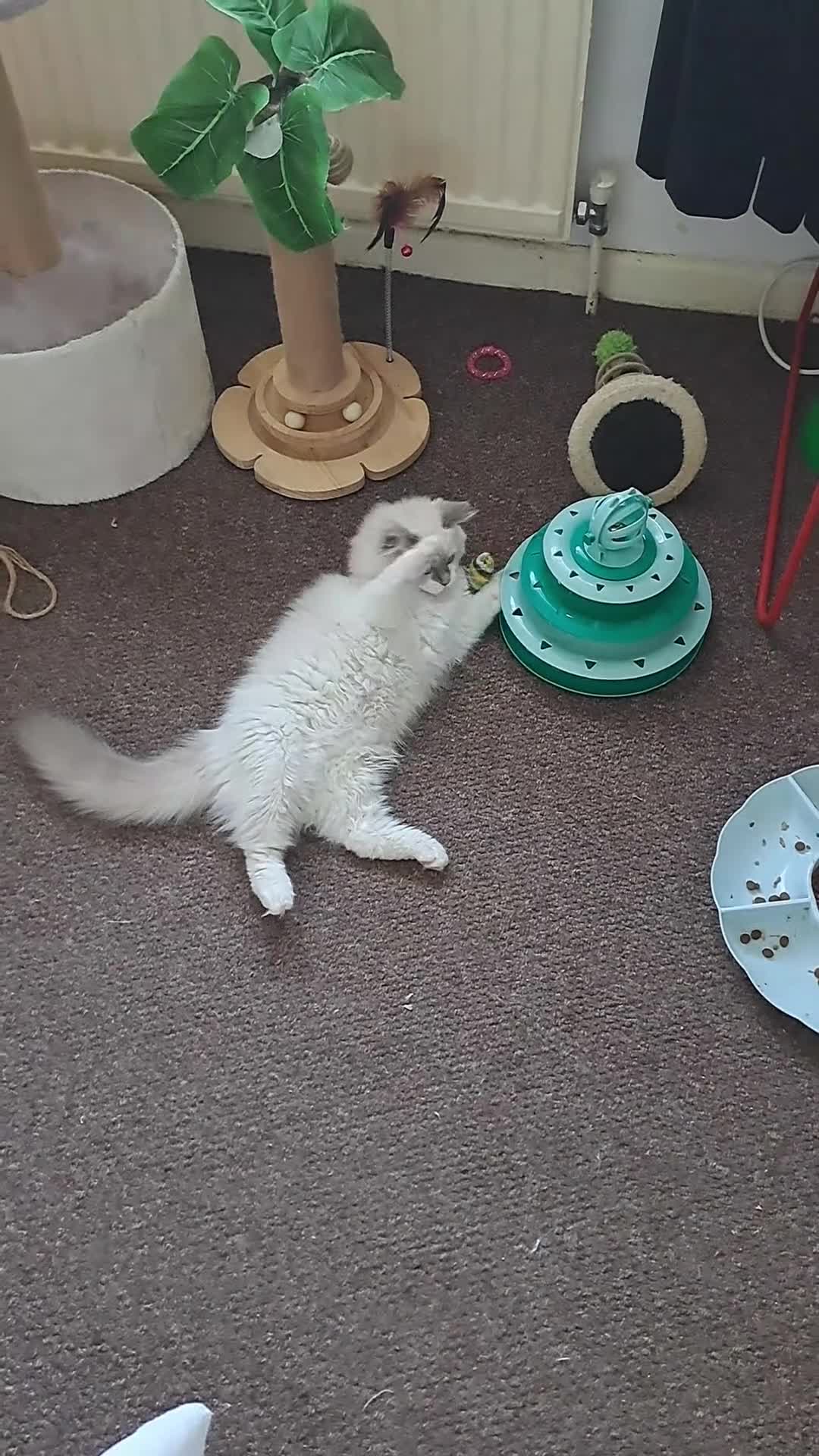 Ragdoll cats for sale: GCCF registered Ragdoll kittens 🐈 - Video 4