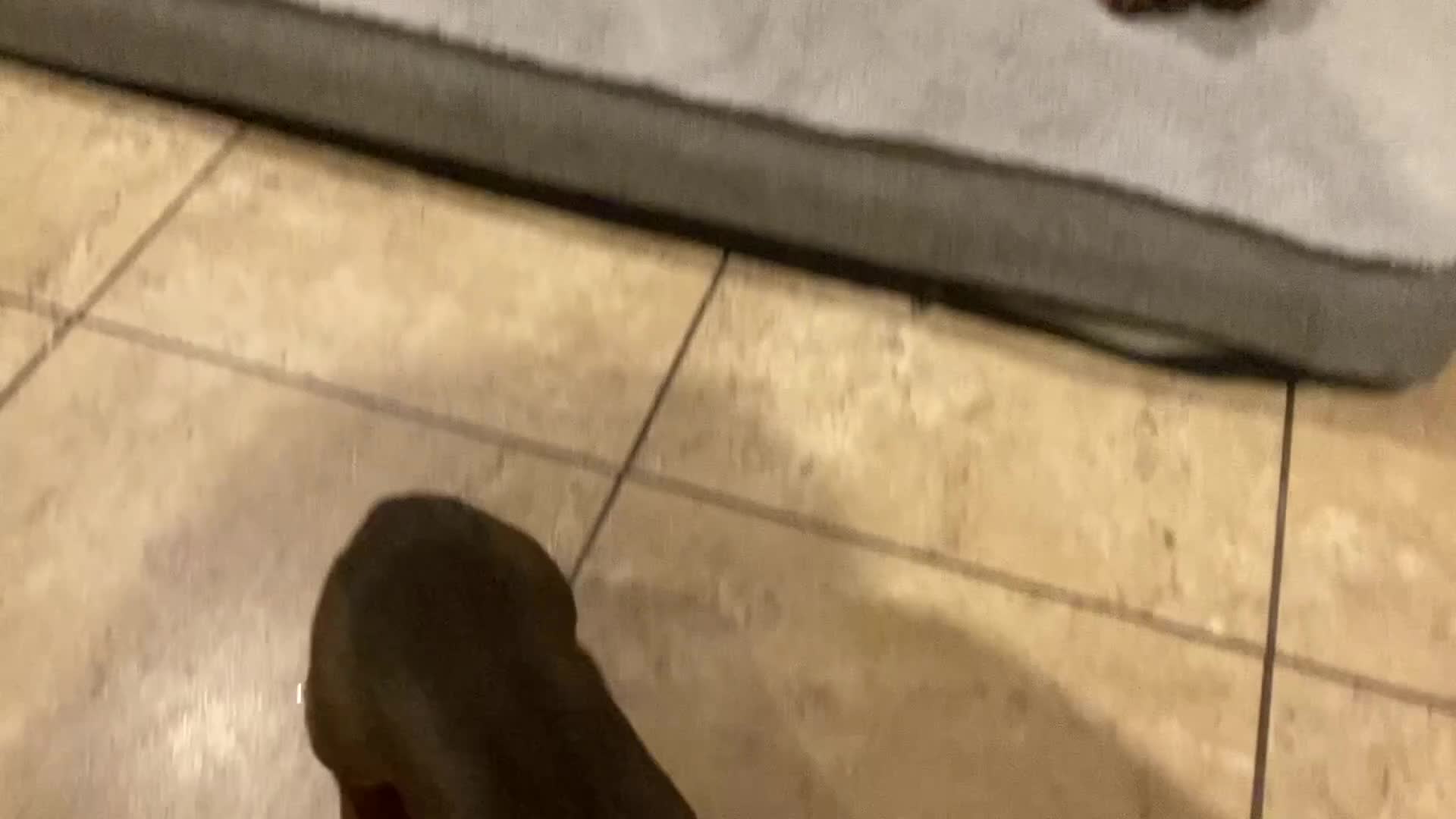 Miniature Dachshund dogs for sale: 2 shaded red mini dachshunds - Video 1