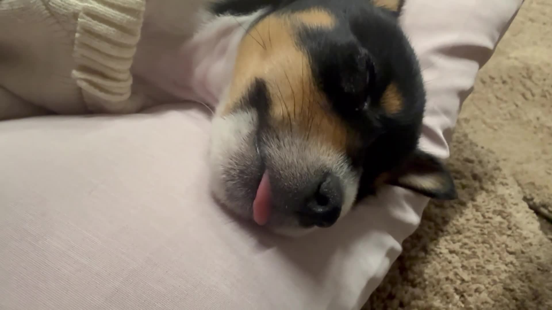 Jack Russell dogs for sale: Jackson the jack Russel  - Video 2
