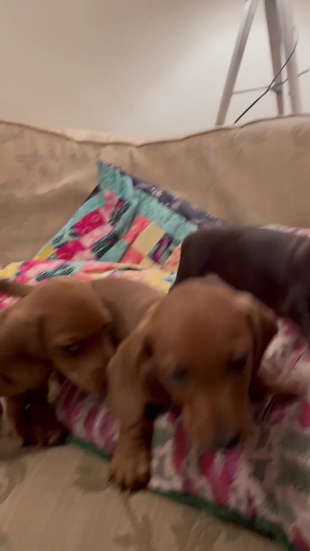 Miniature Dachshund dogs for sale: KC reg miniature smooth haired dachshunds  - Video 2