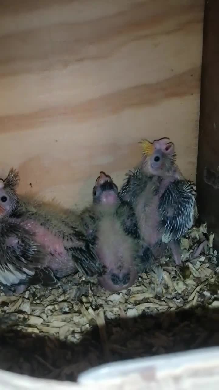 Cockatiels birds for sale: Juvenile Range of cockatiels in Manchester - Video 3
