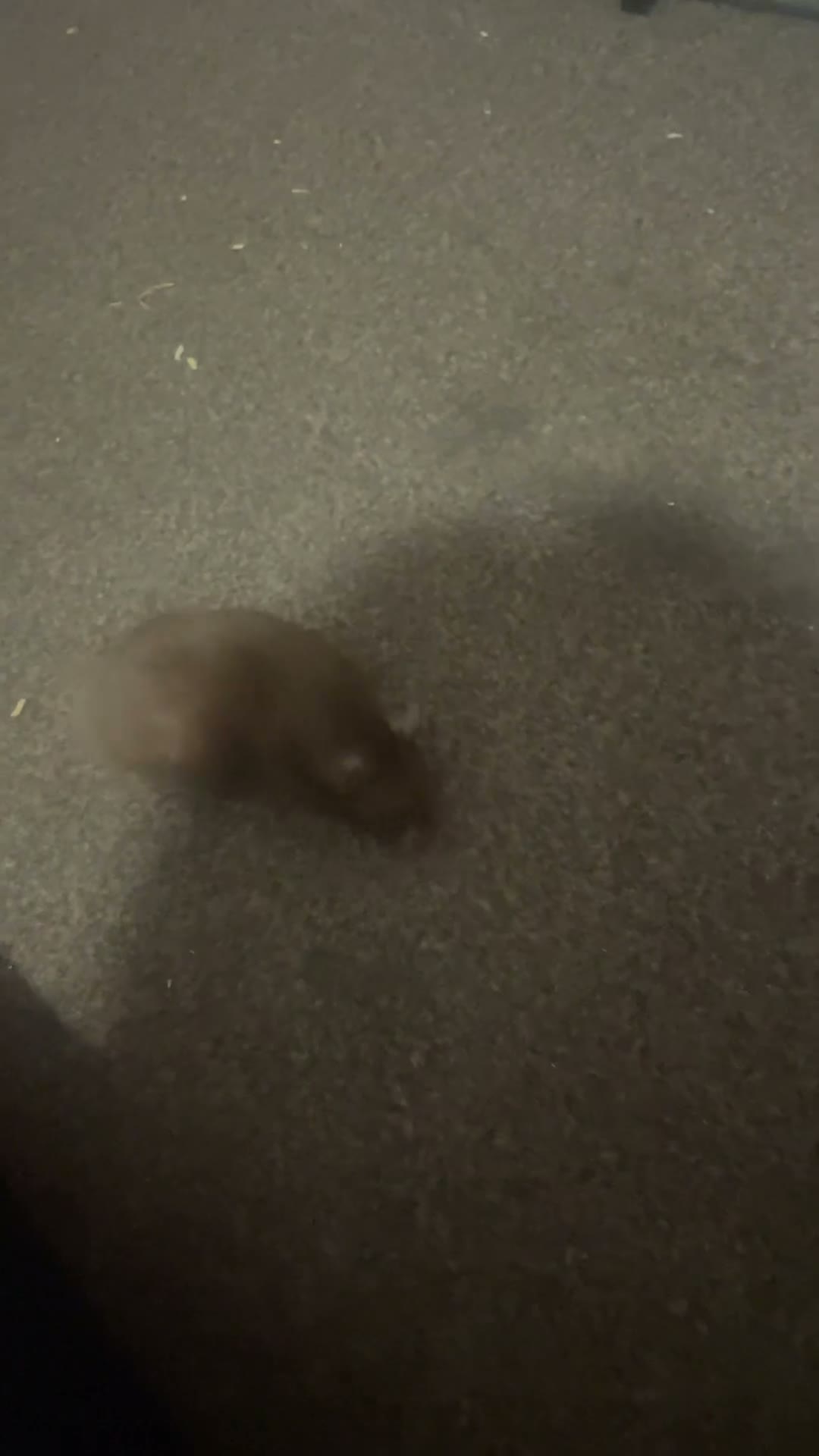 Hamster rodents for sale: male syrian hamster  - Video 1