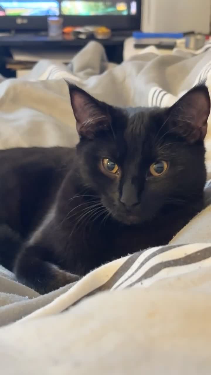 Mixed Breed cats for sale: Two kittens in Derby - Video 1