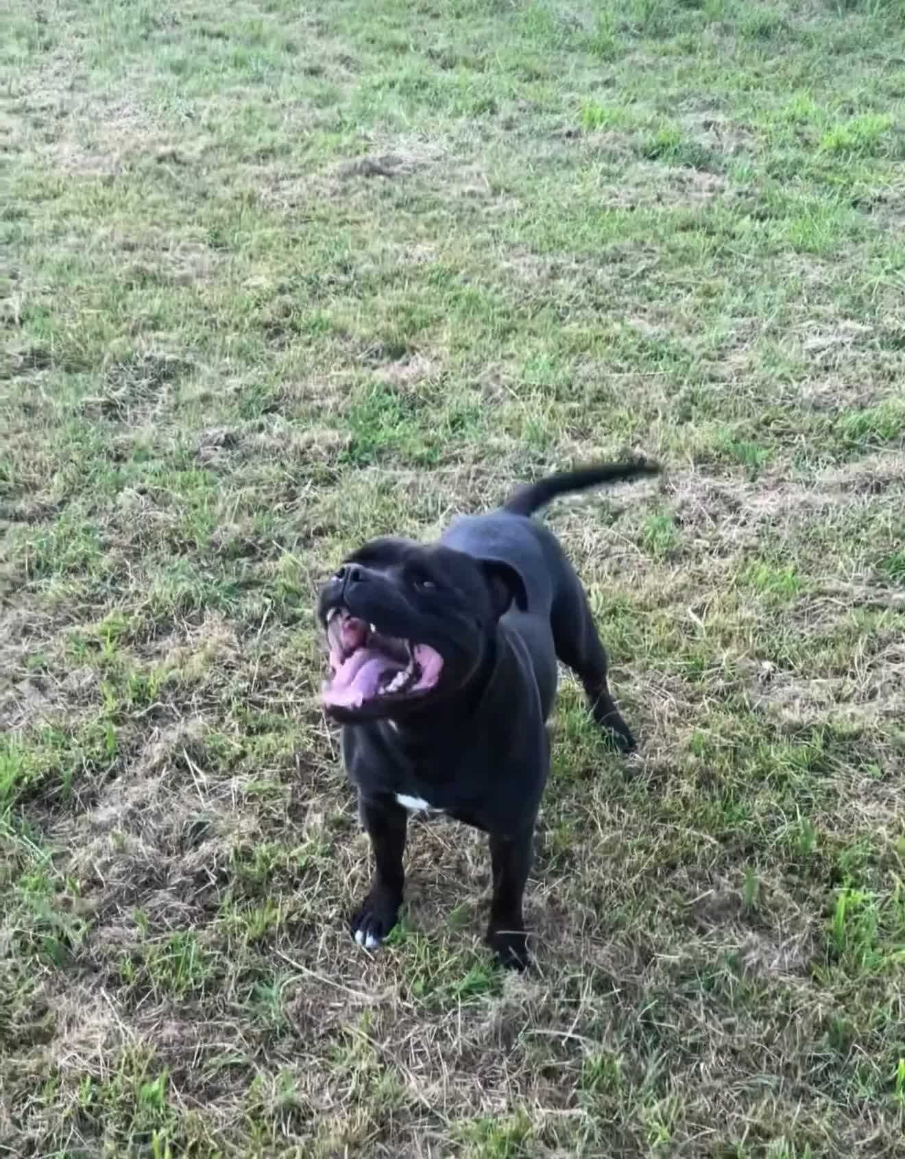 Staffordshire Bull Terrier dogs for sale: 6x champion sired SBT puppies  - Video 1