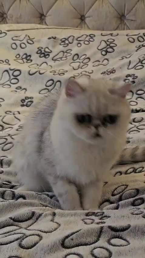 Exotic cats for sale: Silver shaded exotic shorthair girl - Video 1