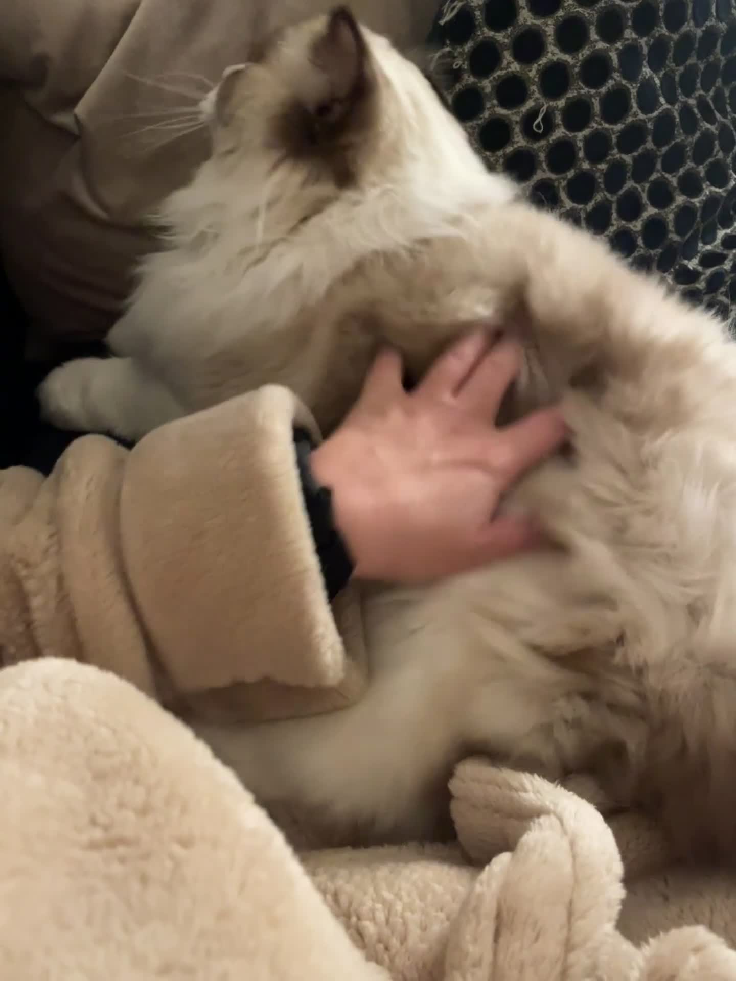 Ragdoll cats for sale: 🌸TICA/GCCF Active Ragdolls available🌸 - Video 1