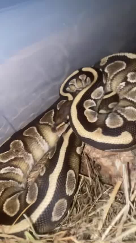 Python Snake reptiles for sale: Yellow belly ball python  in Northampton - Video 1