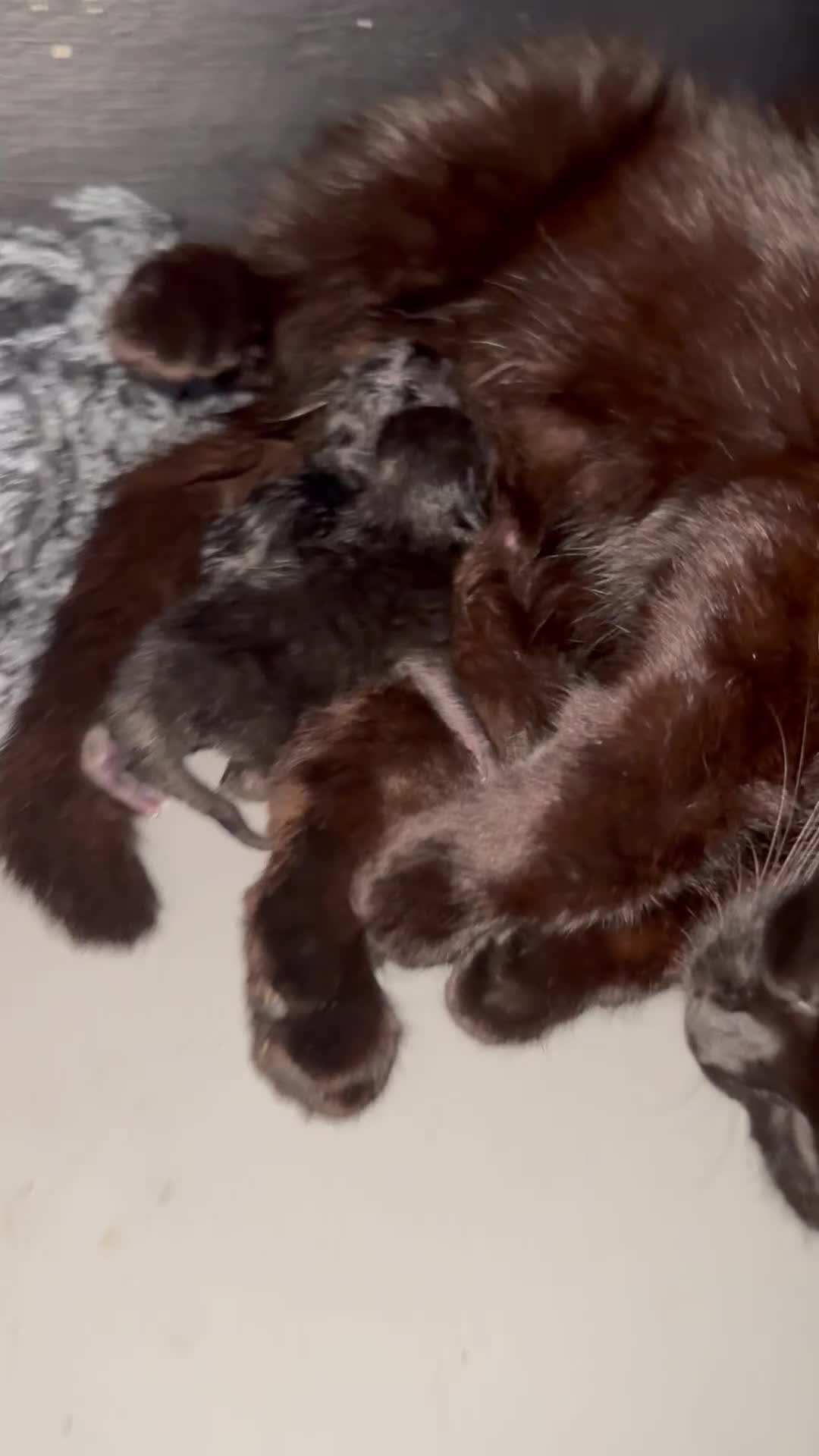 Bombay cats for sale: Bombay x birth shorthair - Video 1
