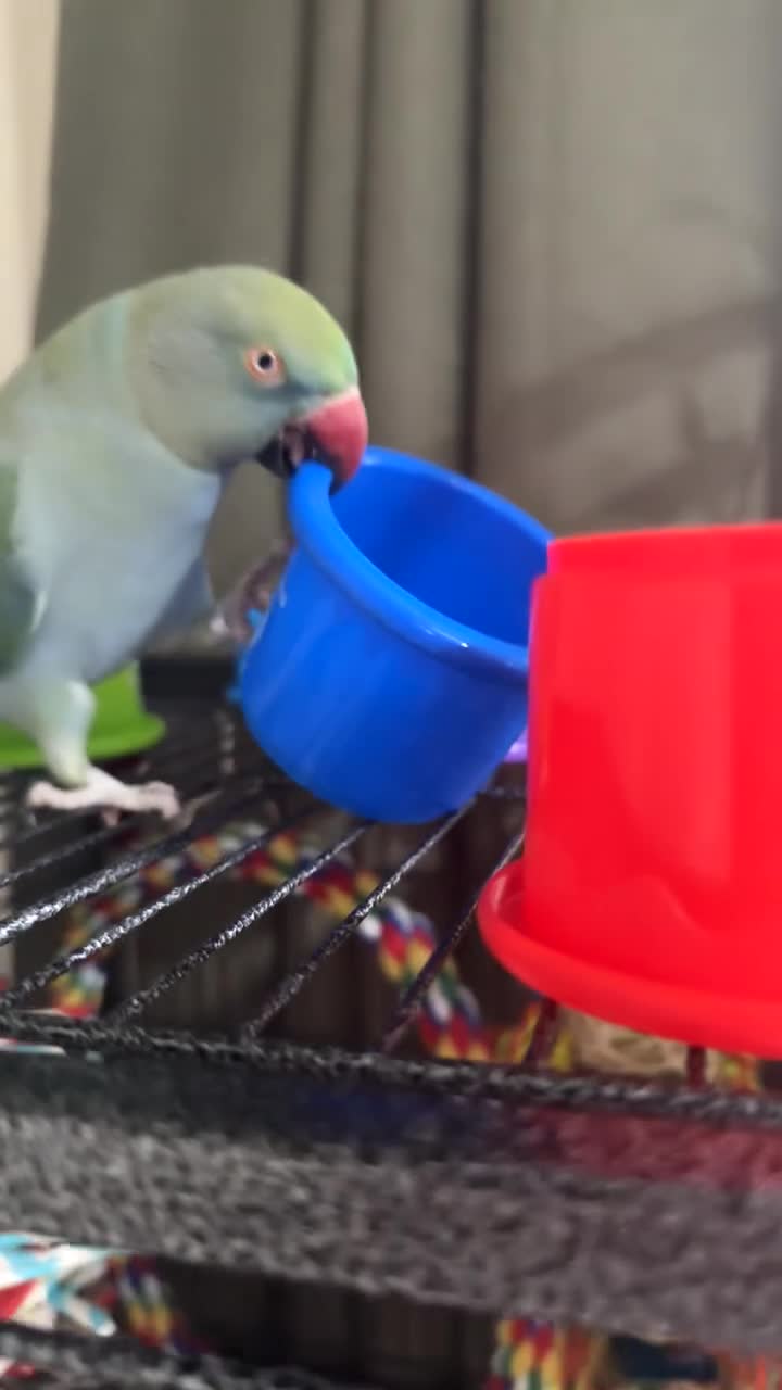 Ringnecks birds for sale: Ringkneck - Video 1