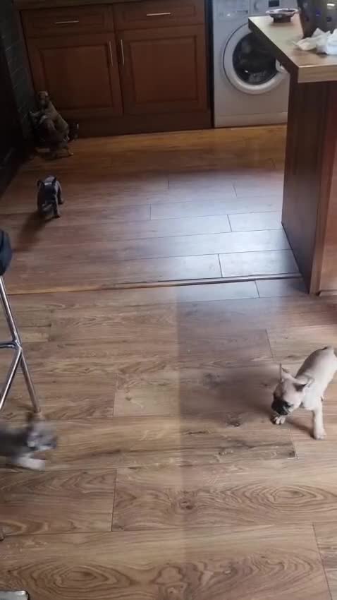French Bulldog dogs for sale: Quality litter French Bulldogs - Video 1