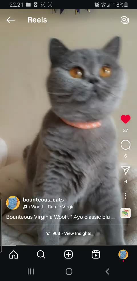 British Shorthair cats for sale: Closing of BSH cattery, 50% discount  - Video 1