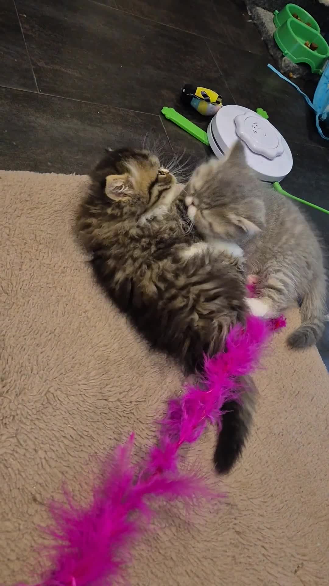 Exotic cats for sale: Exotic longhair and short hair kittens  - Video 1