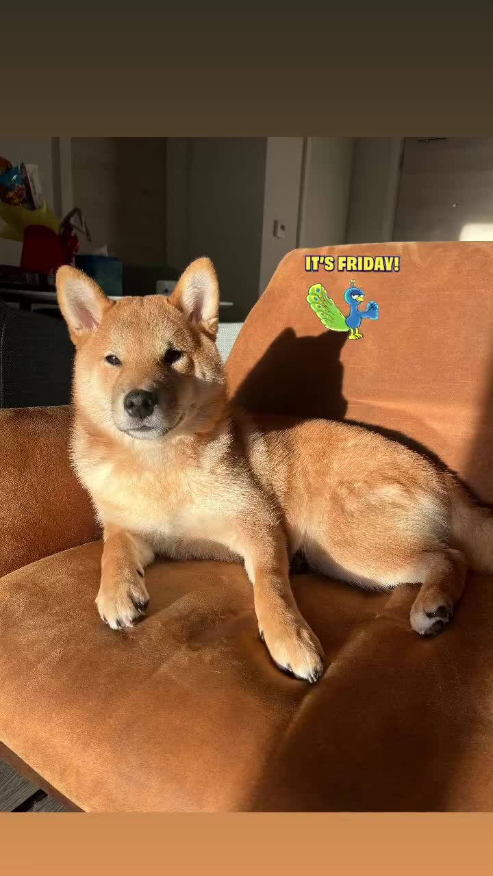 Japanese Shiba Inu dogs for sale: 1 year old shiba  - Video 1