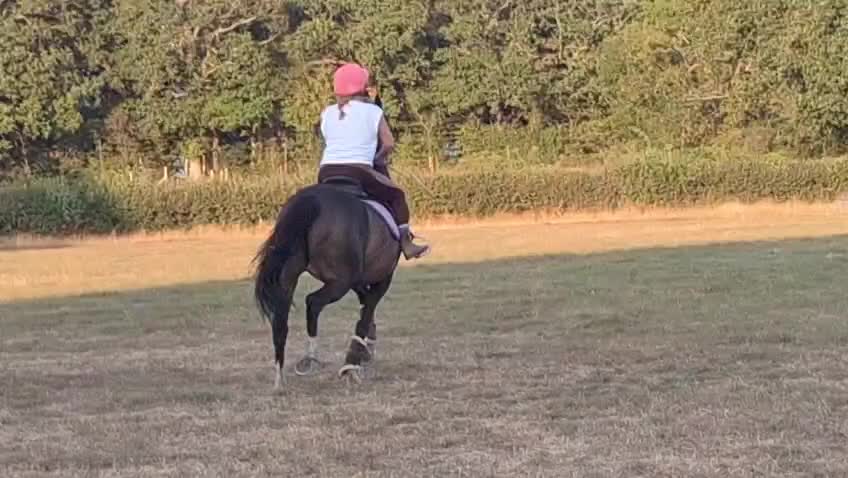Irish Thoroughbred horses for sale: 15.3H TB Mare ex Racer excellent manners 17 years  - Video 1