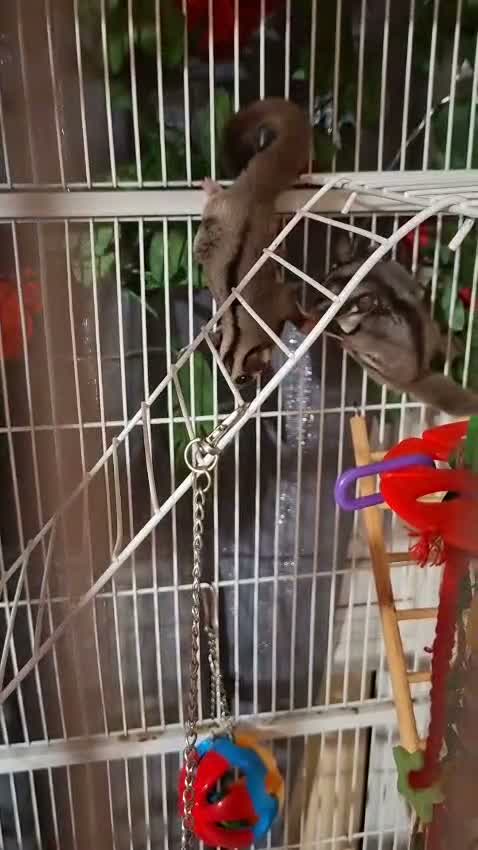 Sugar Glider rodents for sale: 2 brother sugsr gliders  - Video 1