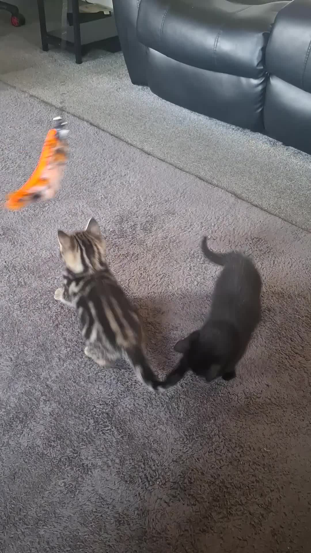 Mixed Breed cats for sale: 2 adorable kittens - Video 2