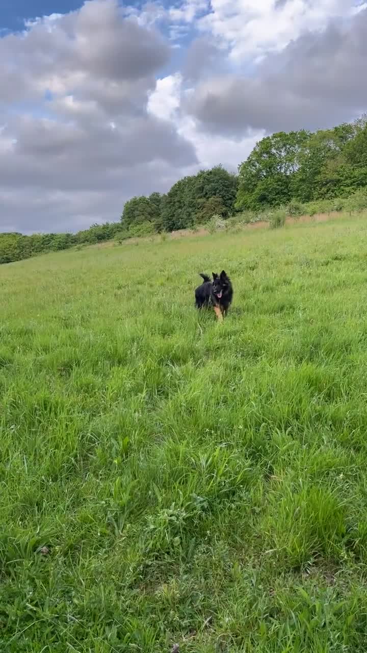 German Shepherd dogs for sale: Looking for new house - Video 1