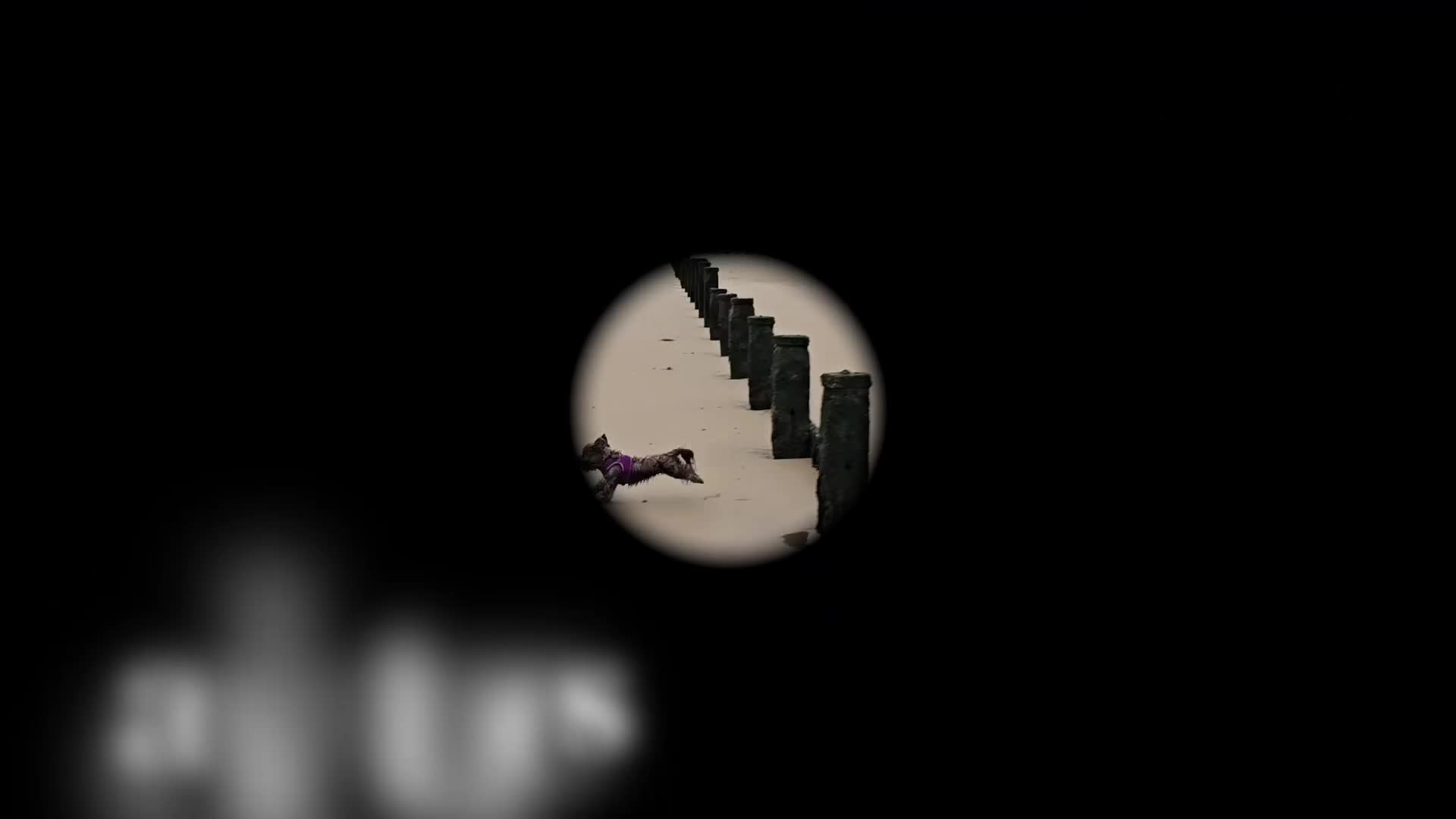 Yorkshire Terrier dogs for sale: Yorkshire Terrier Puppies - Video 4