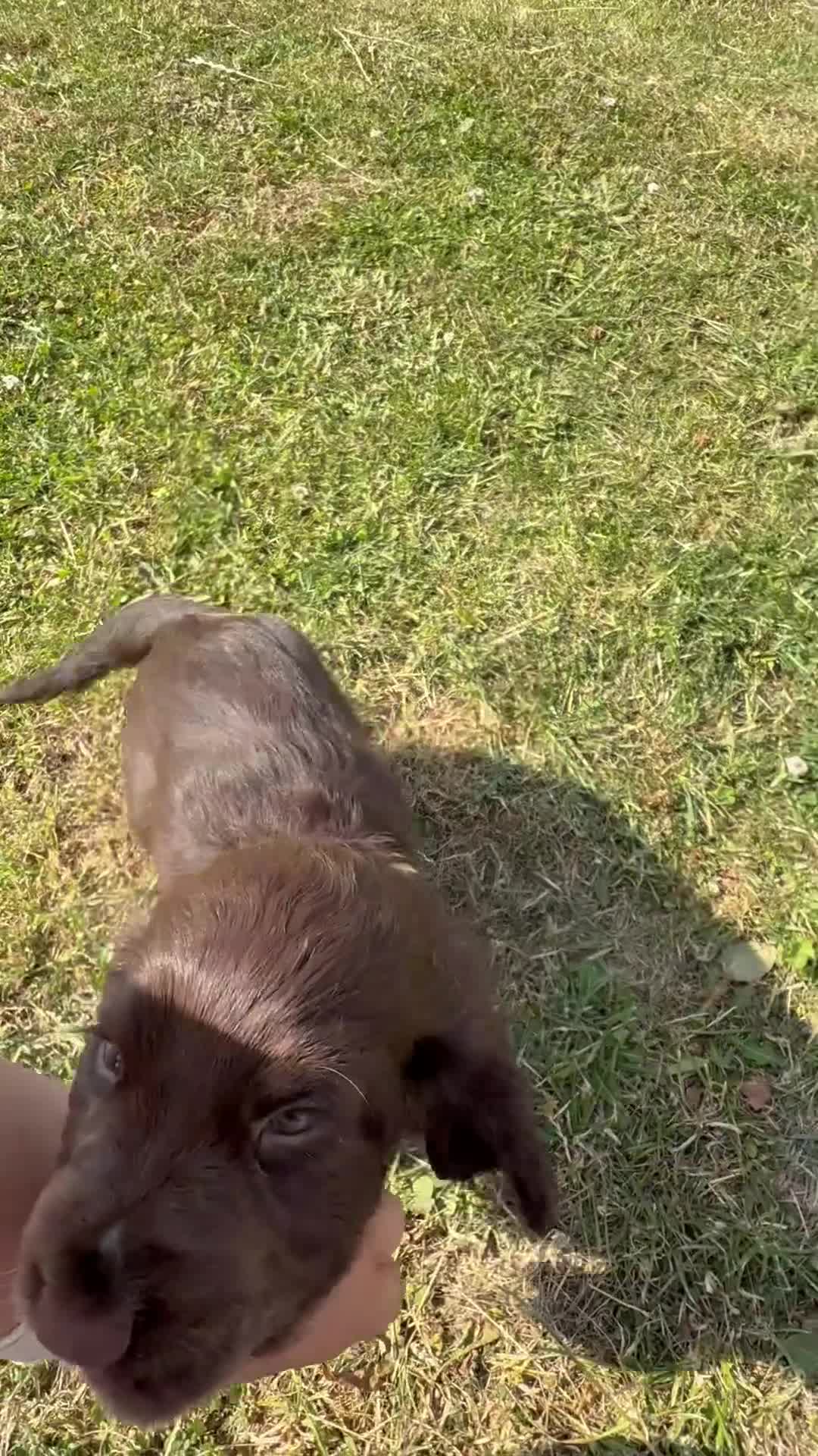 Cocker Spaniel dogs for sale: Last Remaining Chocolate Show Cocker - Ready 17/07 - Video 3
