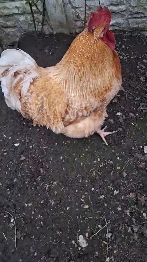 Chickens poultry for sale: APHA registered various hatching eggs  - Video 1