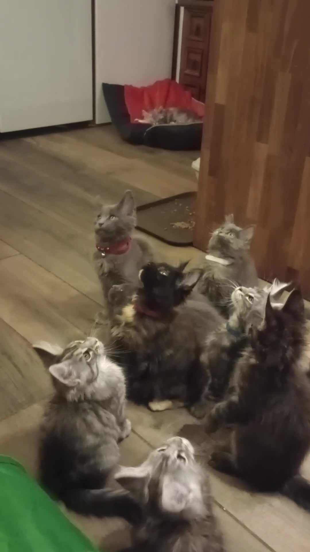 Maine Coon cats for sale: Maine coon purebred pedigre xl in Barnsley - Video 2