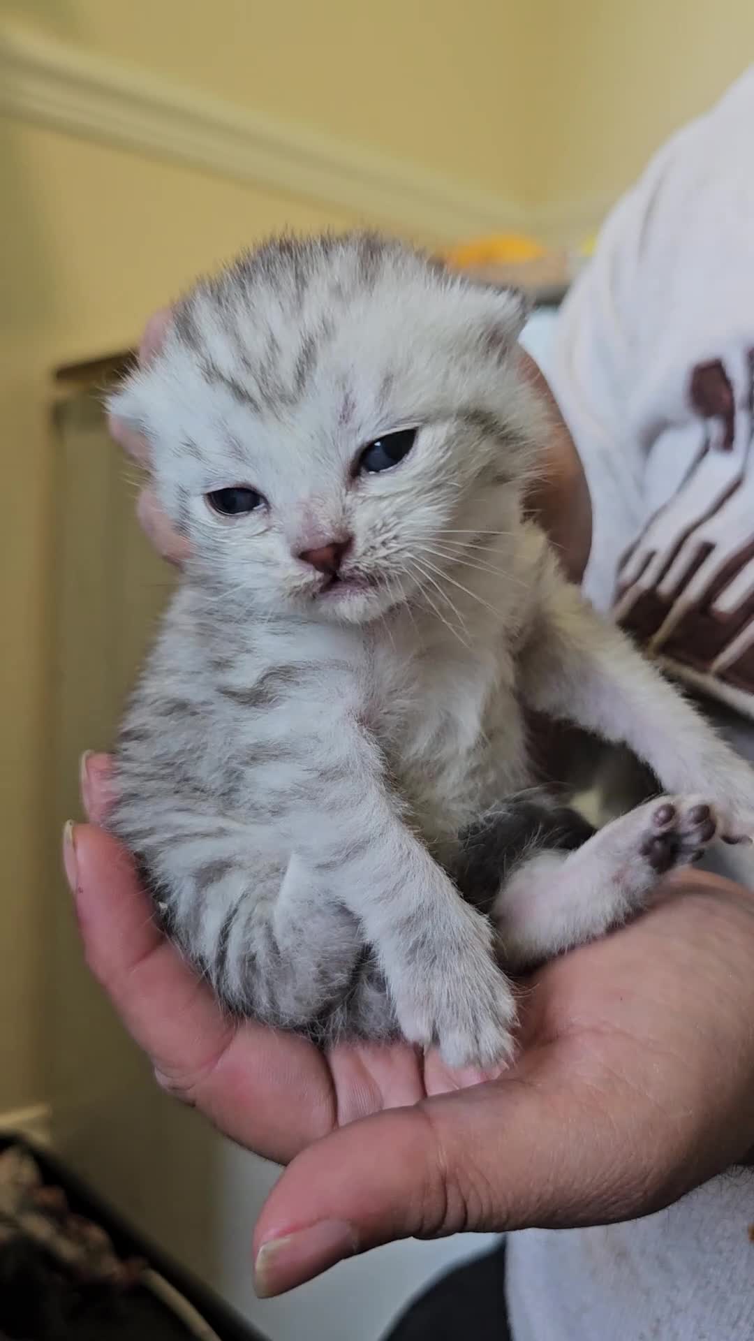 British Shorthair cats for sale: ✨️✨️Tabby British Shorthair kitten✨️✨️ - Video 3