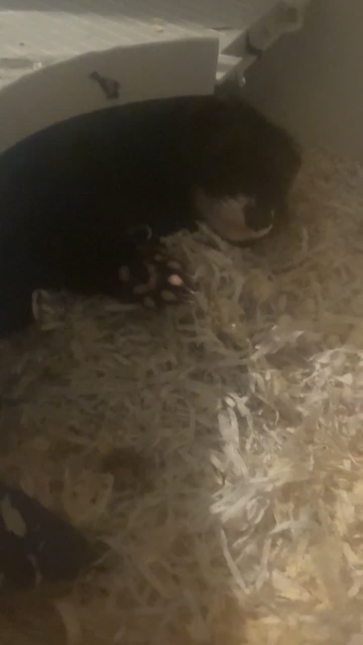 Ferret rodents for sale: Jill ferret  in Worksop - Video 1