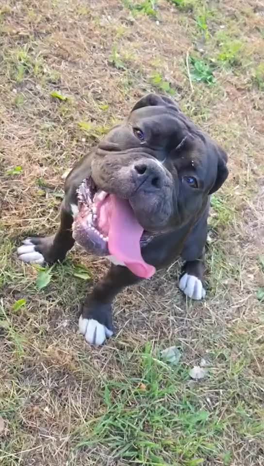 Old Tyme Bulldog dogs for sale: Old Tyme Bulldog for sale  - Video 1