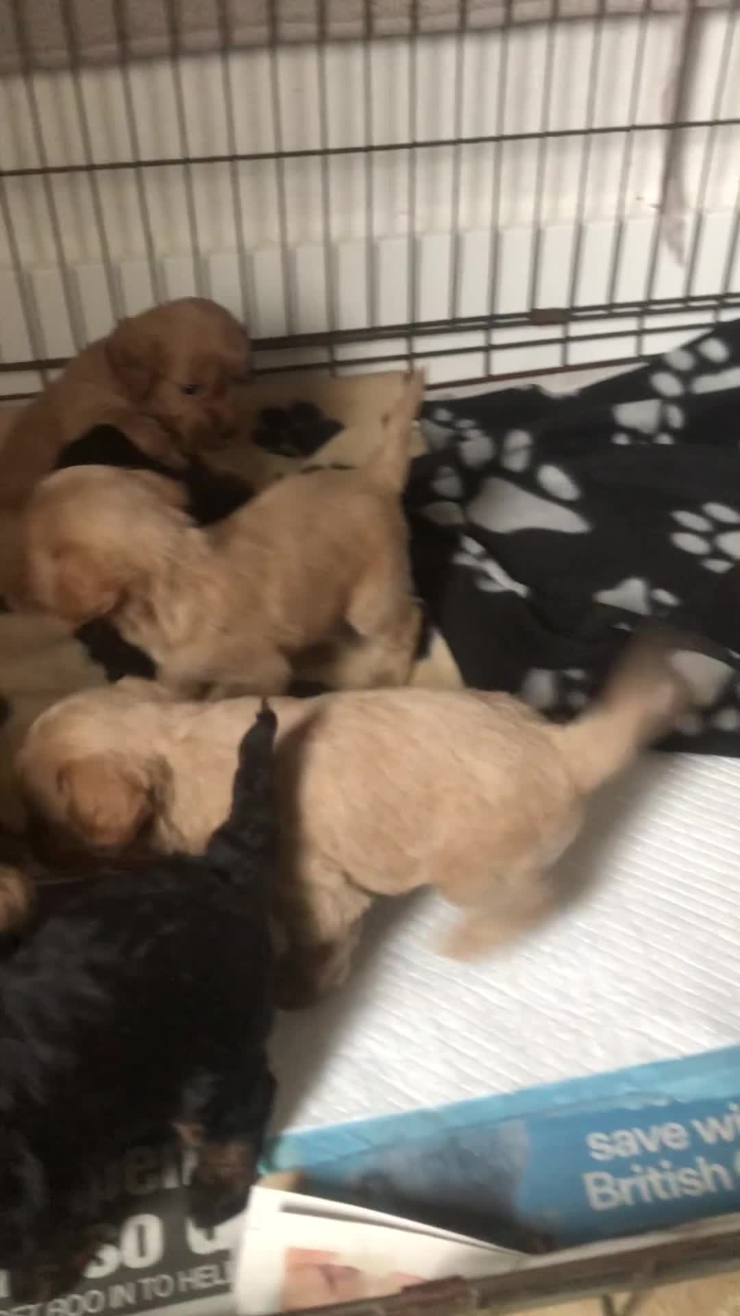 Cockapoo dogs for sale: Stunning Toy cockapoo puppies  - Video 1