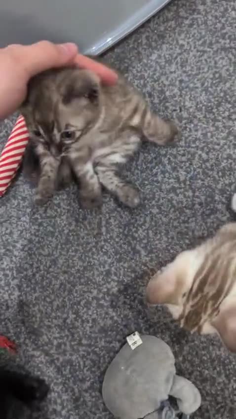 Bengal cats for sale: 🔥✨Pedigree TICA-Registered Bengals - Video 3