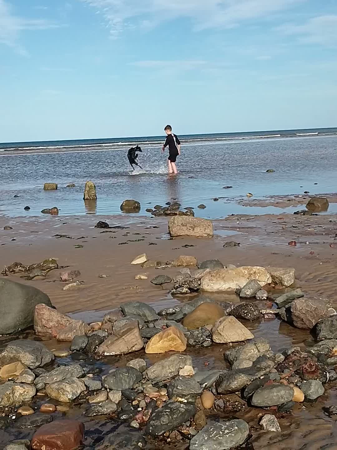 Border Collie dogs for sale: Harley  - Video 1