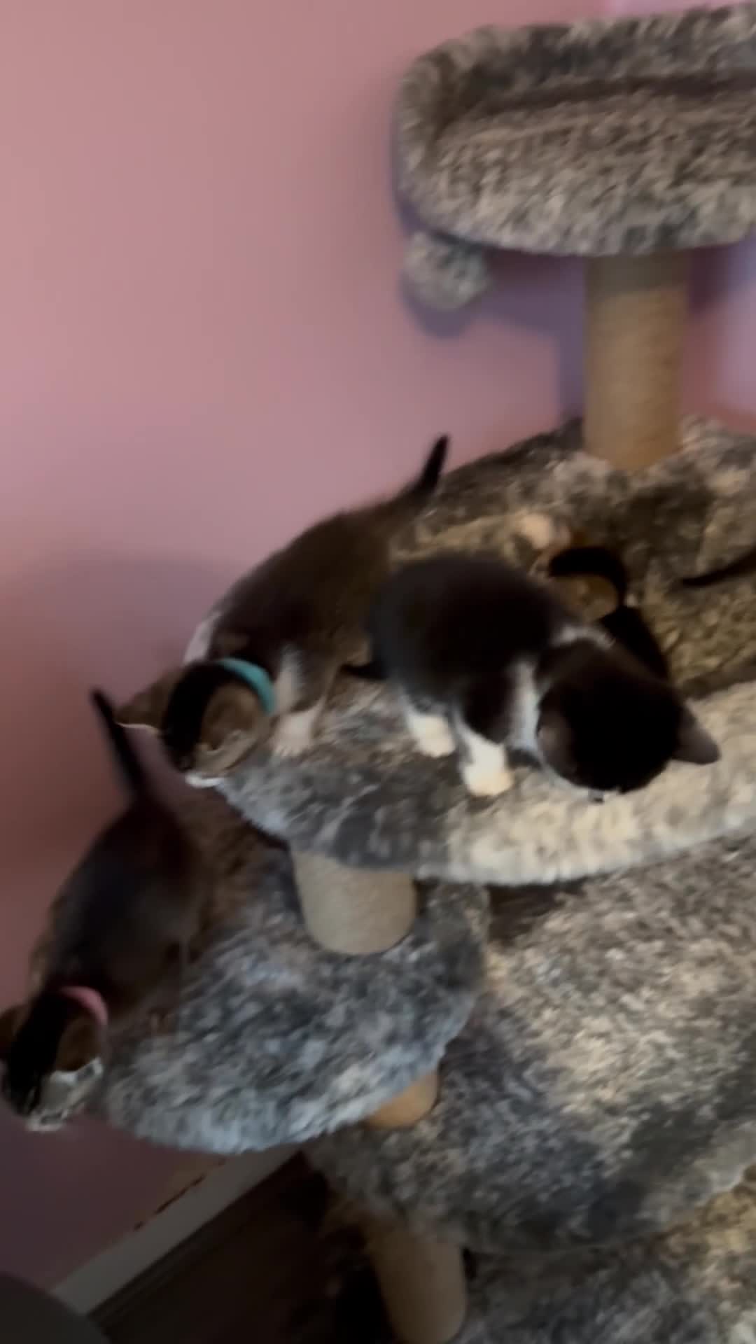 Mixed Breed cats for sale: Mixed breed kittens for sale💕 - Video 1