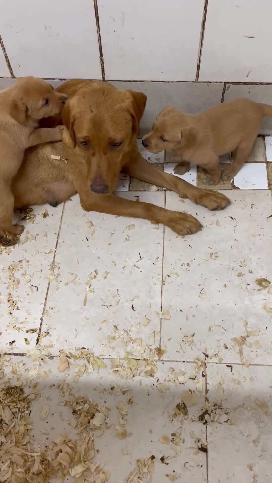 Labrador Retriever dogs for sale: Outstanding litter of fox red Labrador puppies  in Durham - Video 1