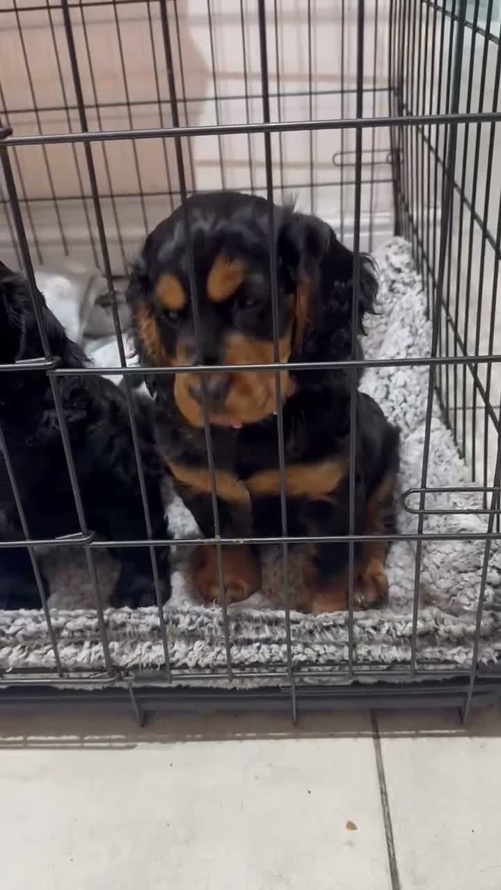 Cocker Spaniel dogs for sale: 🐶 Beautiful Black and Tan Cocker Spaniel Girl in Billericay - Video 1
