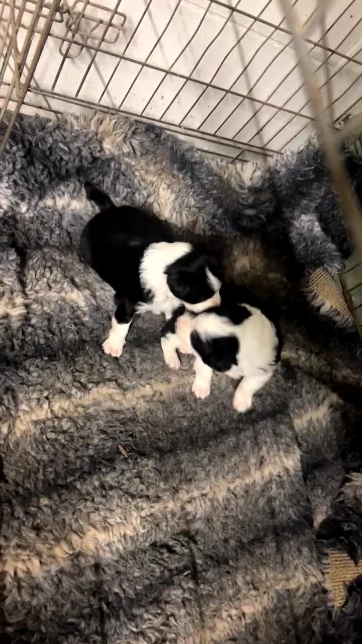 Sprollie dogs for sale: Border collie pups - Video 1