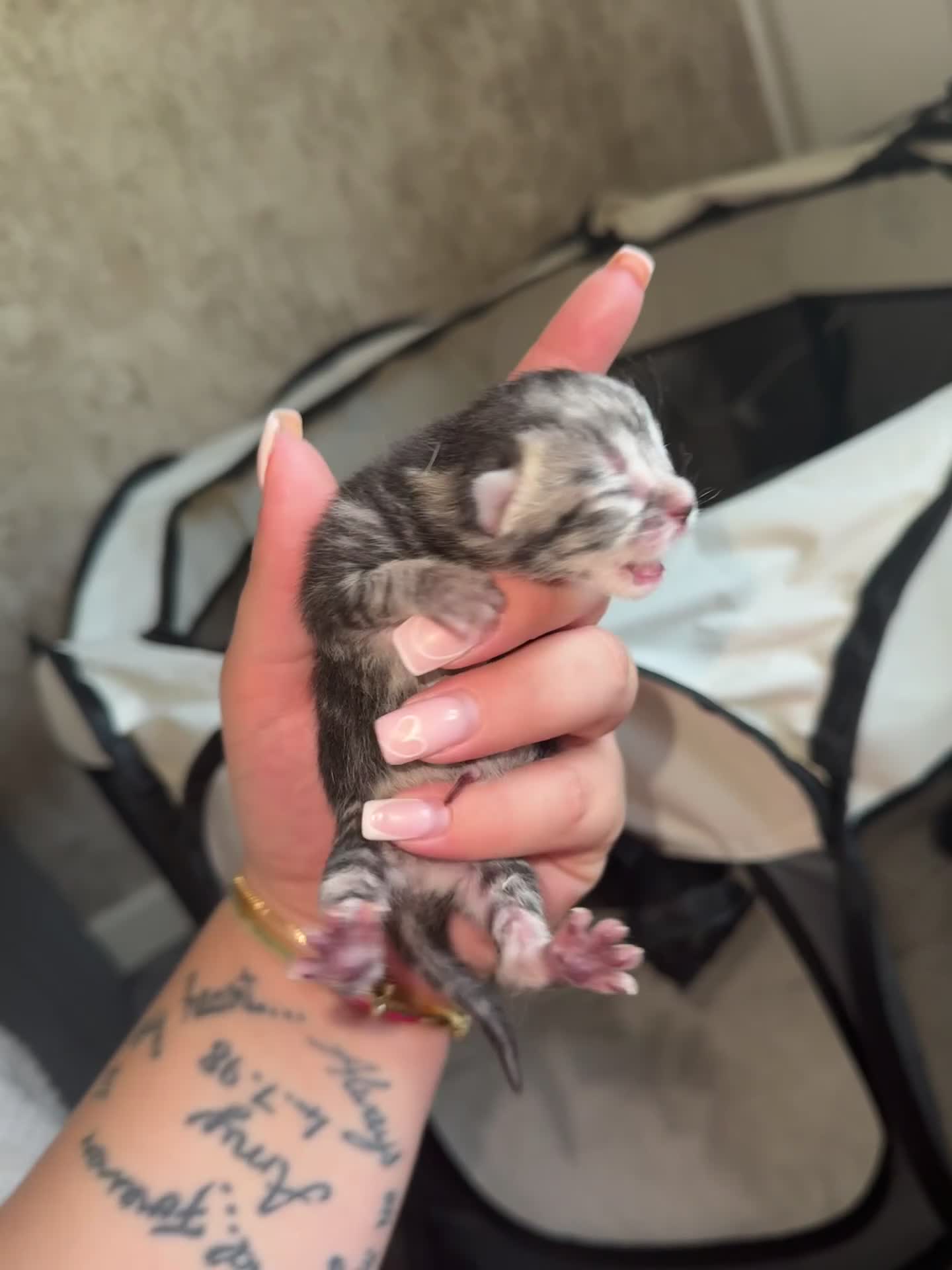 Mixed Breed cats for sale: Russian blue cross bengal tabby kittens - Video 1