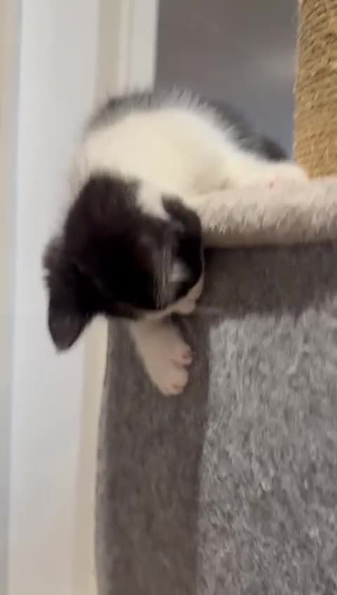 Mixed Breed cats for sale: 3 adorable female kittens  - Video 2