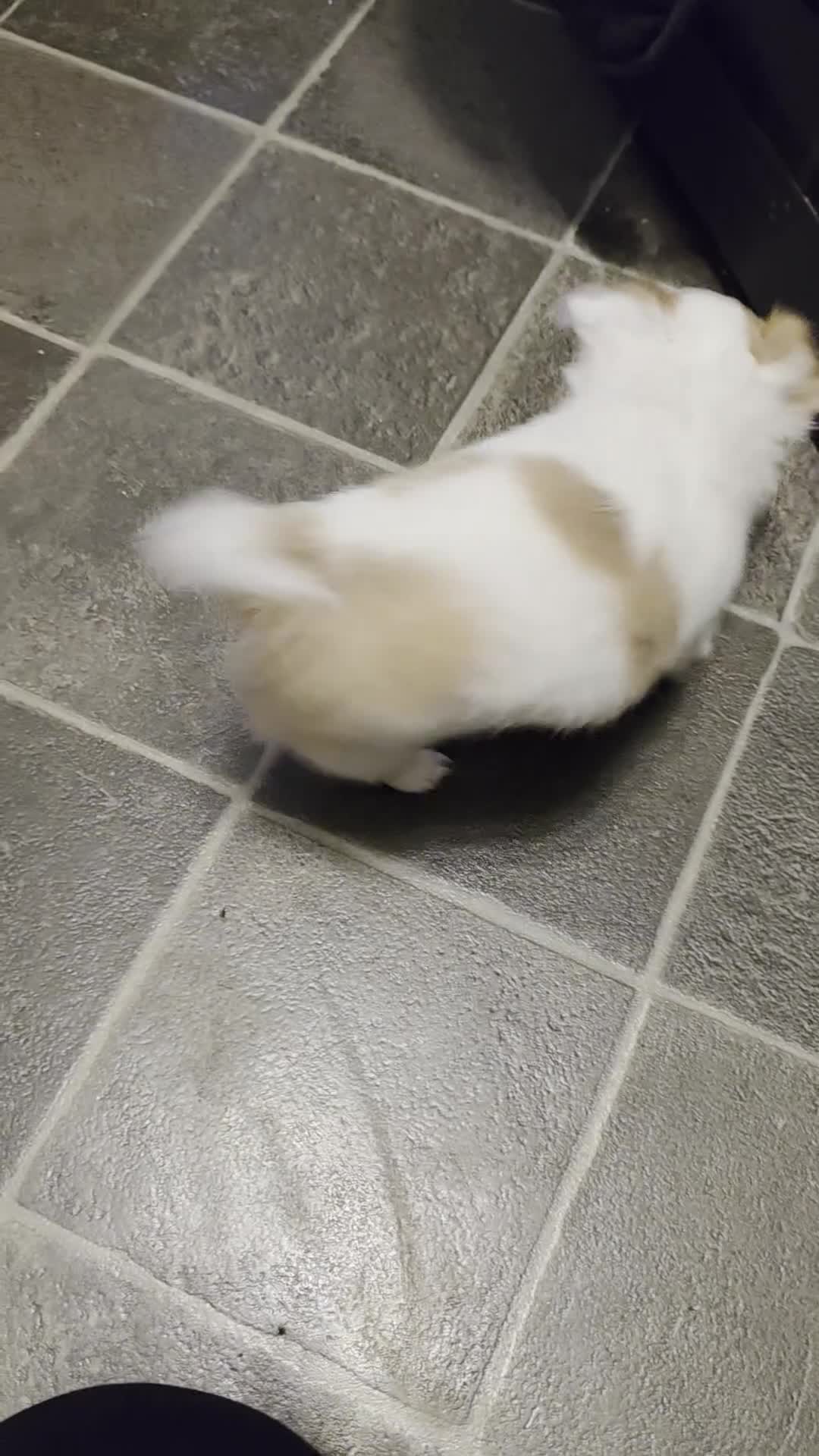 Chihuahua dogs for sale: Chihauhau puppies ready early November - Video 2