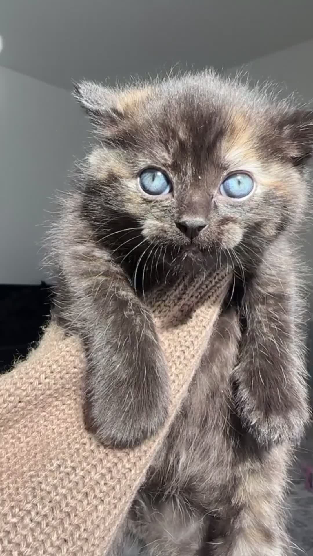 Mixed Breed cats for sale: Cute kittens - Video 2