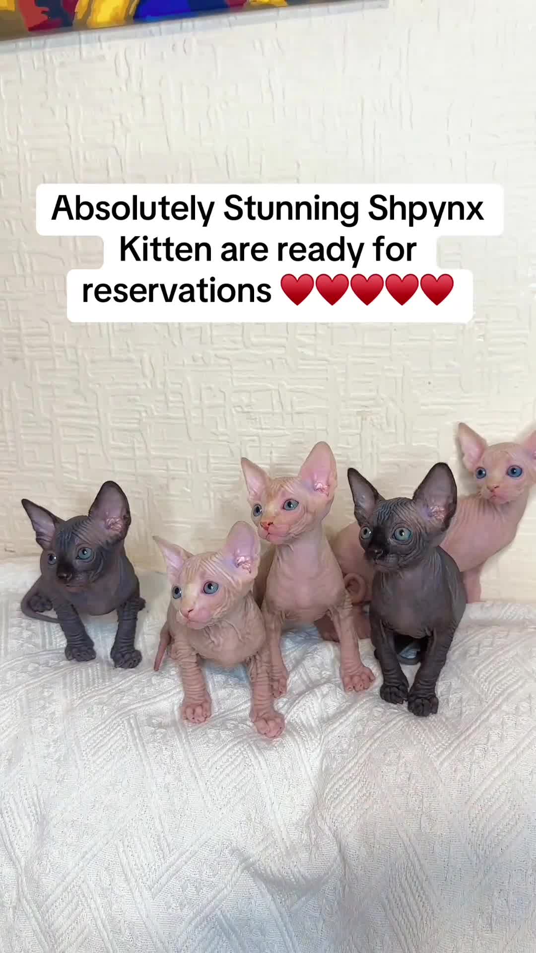 Sphynx cats for sale: Canadian Sphynx Kittens 4 Boys & 1 Girl  in Romford - Video 2