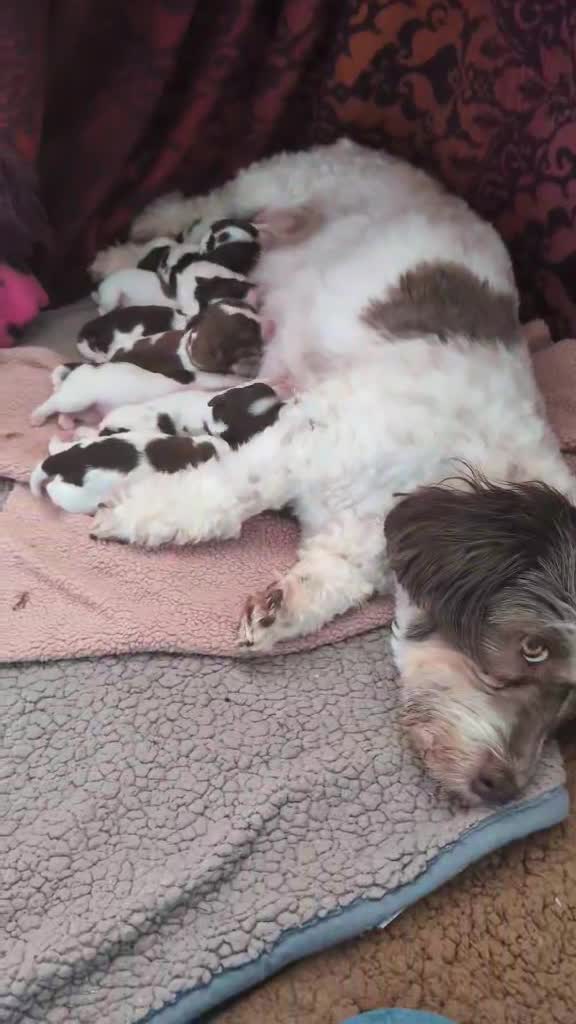 Havanese dogs for stud: KC REG RARE GREEN EYED CHOCOLATE HAVANESE  in Lincoln - Video 1