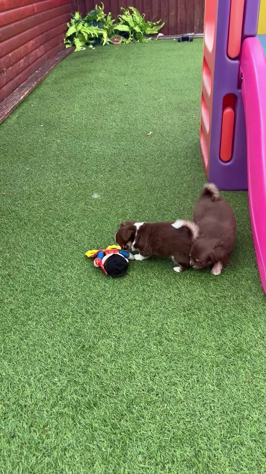 Chihuahua dogs for sale: Amazing tiny long coat girl puppy  - Video 2